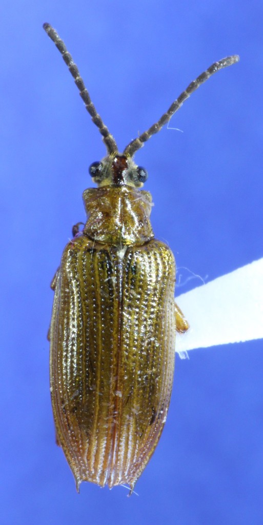 Pale pondweed leaf beetles