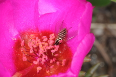 Phthiriinae