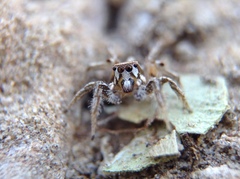 Habronattus formosus