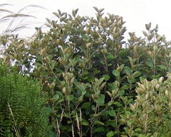 Brachyglottis rotundifolia rotundifolia