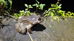 Limnonectes kuhlii
