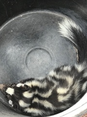 Spilogale angustifrons