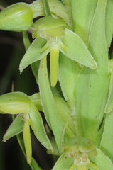 Habenaria hexaptera