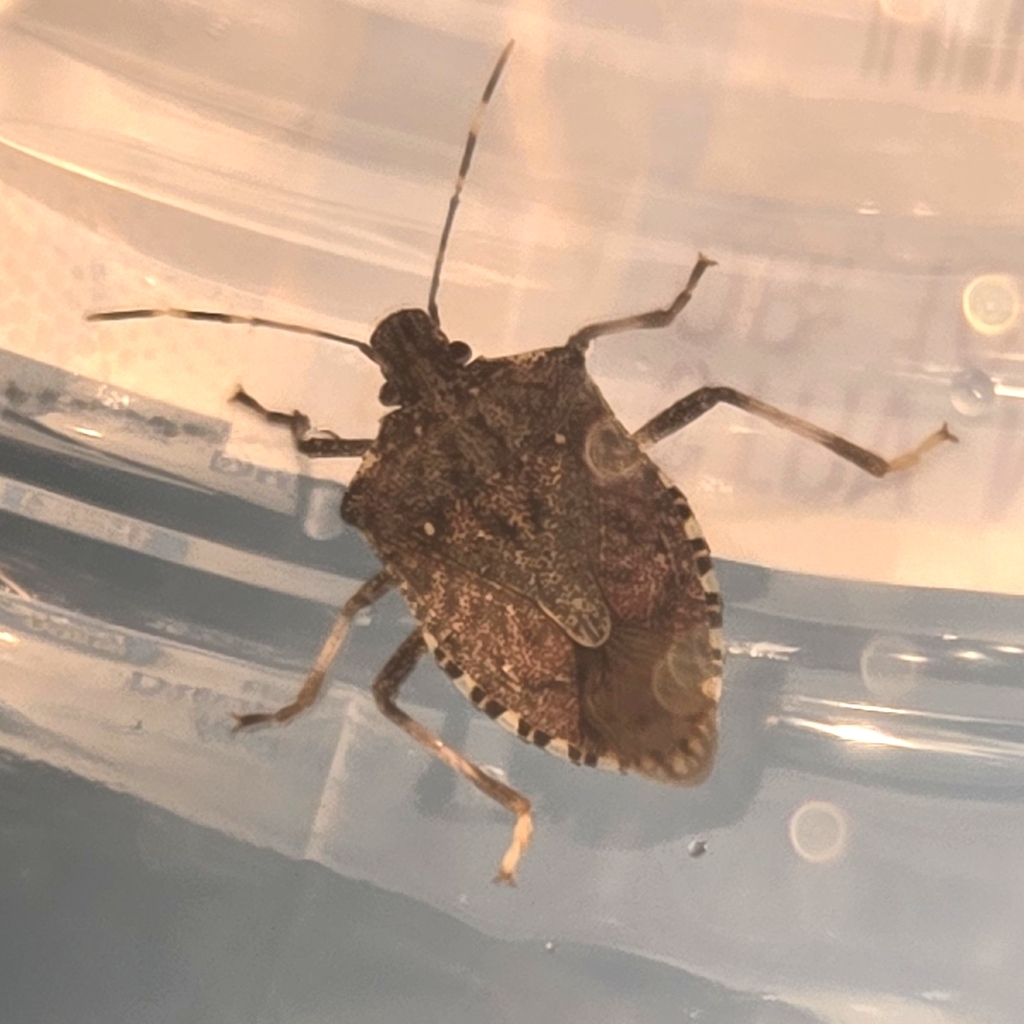Brown Marmorated Stink Bug from Gordo on February 10, 2026 at 09:27 PM ...