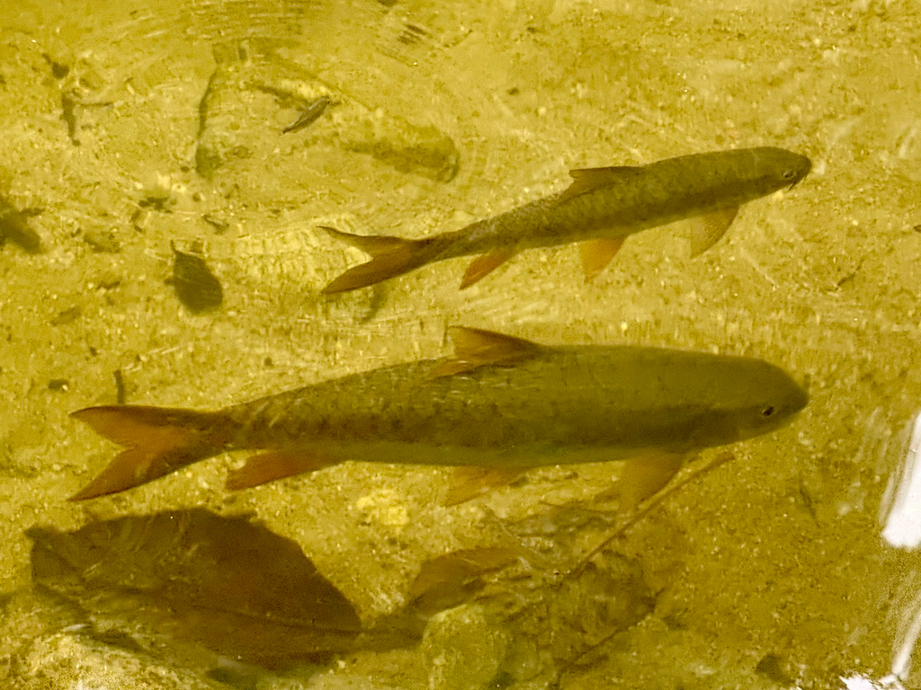 Antimony Mahseer