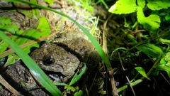 Limnonectes kuhlii