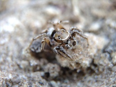 Habronattus formosus