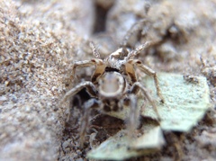 Habronattus formosus