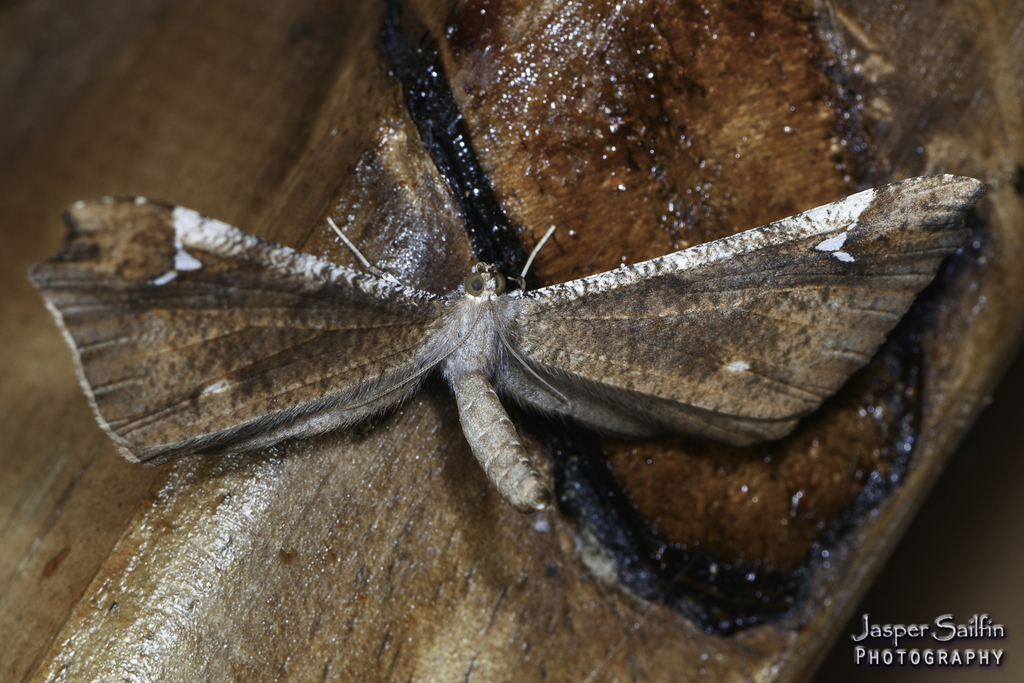 Macrosoma Insect Macrosoma satellitiata from Montezuma Ecolodge, Pueblo Rico, Risaralda ...