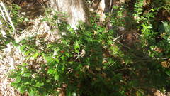 Ilex colchica