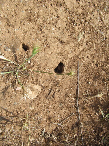 ovate goat grass (Aegilops geniculata)