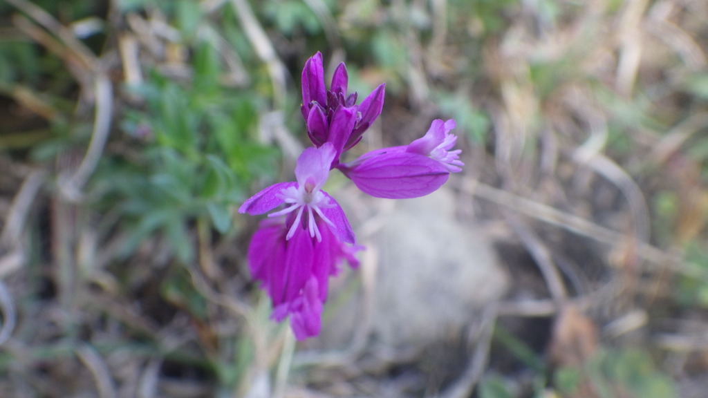 Polygala transcaucasica