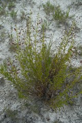 Scrophularia cretacea