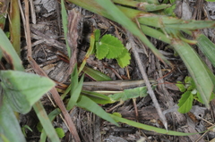 Sisyrinchium chilense