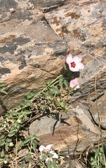 Pavonia cymbalaria