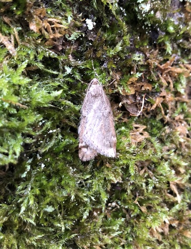 Alsophila aescularia