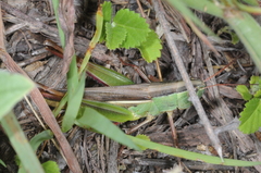 Staurorhectus longicornis