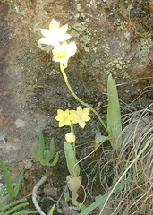 Ornithogalum dubium