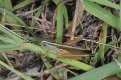 Staurorhectus longicornis