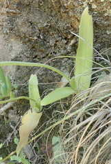 Ornithogalum dubium