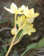 Ornithogalum dubium