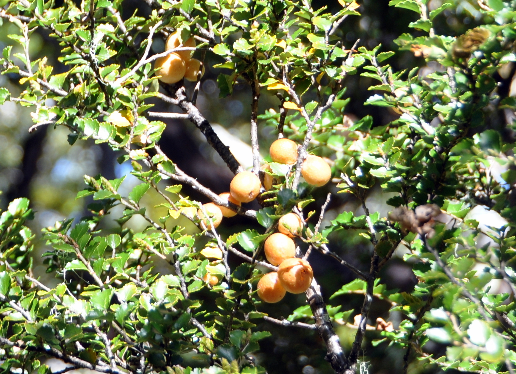 Cyttaria gunnii image