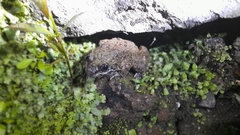 Limnonectes kuhlii