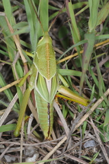 Staleochlora viridicata