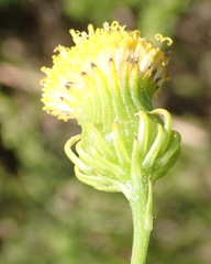 Senecio chrysocoma