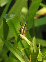 Scotussa impudica