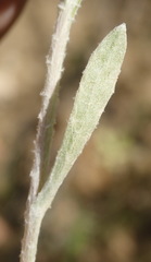 Tenrhynea