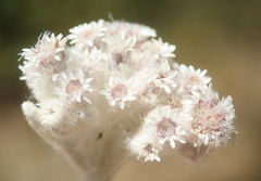 Tenrhynea