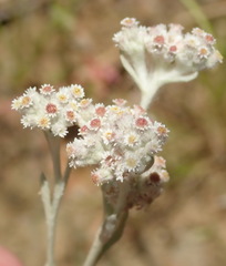 Tenrhynea