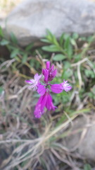 Polygala transcaucasica