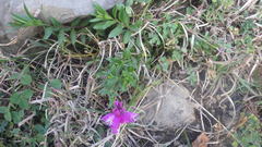 Polygala transcaucasica