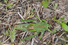 Staleochlora viridicata