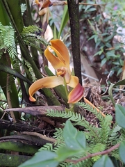 (c) Daniel Mesa, some rights reserved (CC BY) Maxillaria luteograndiflora, photograph (c) Daniel Mesa, some rights reserved (CC BY)