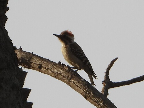 iNaturalist image