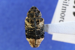 Cryptorhynchus lapathi