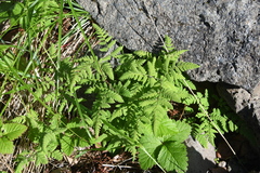 Gymnocarpium jessoense