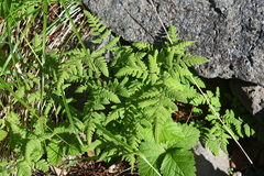 Gymnocarpium jessoense