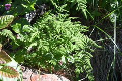 Gymnocarpium jessoense