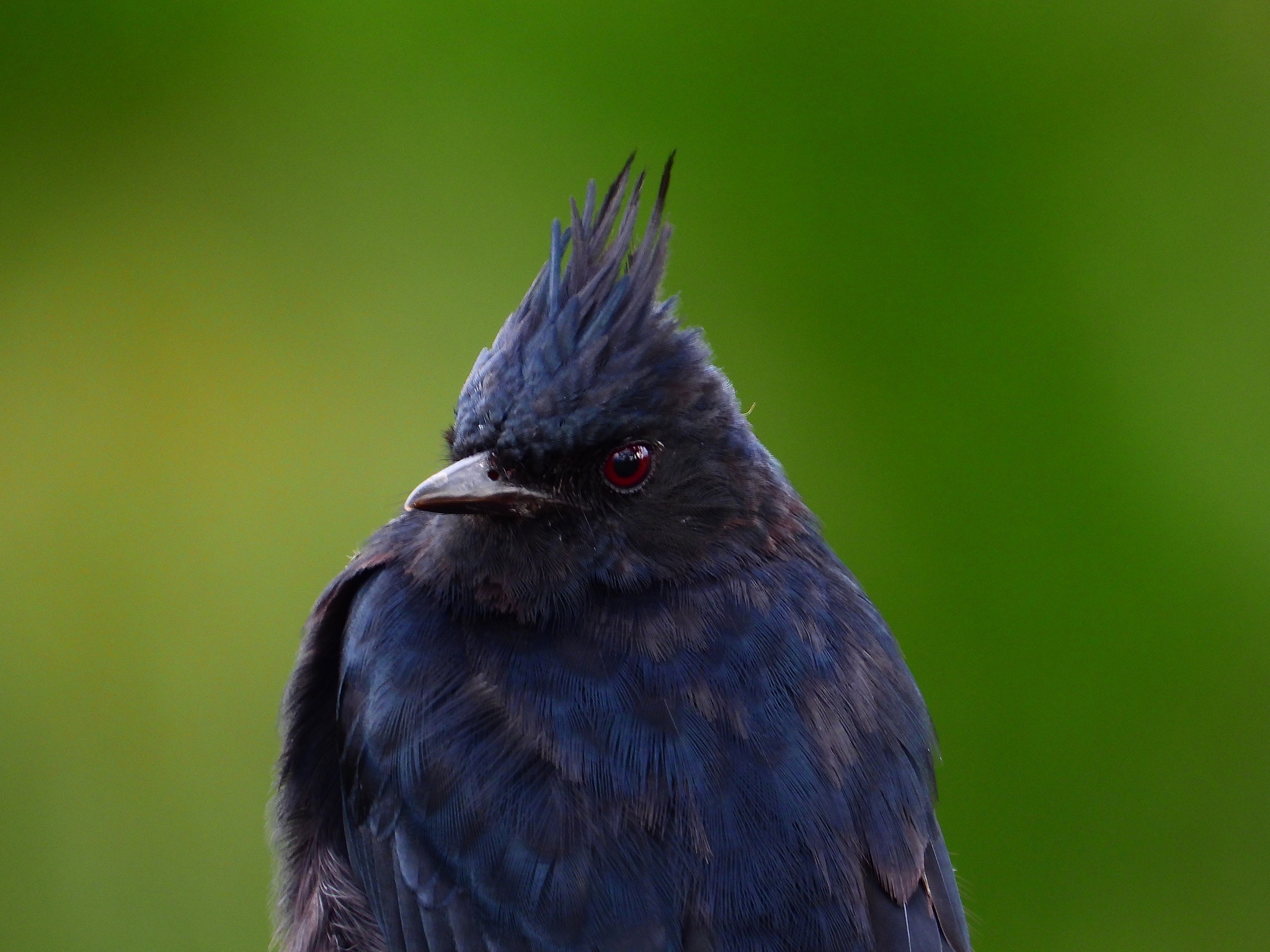 Crested Black Tyrant (Knipolegus lophotes), photo 2