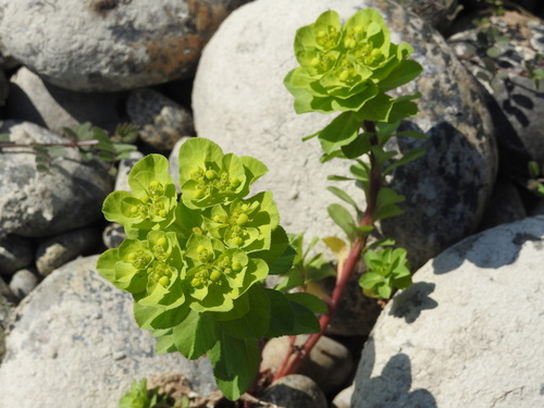Sun spurge