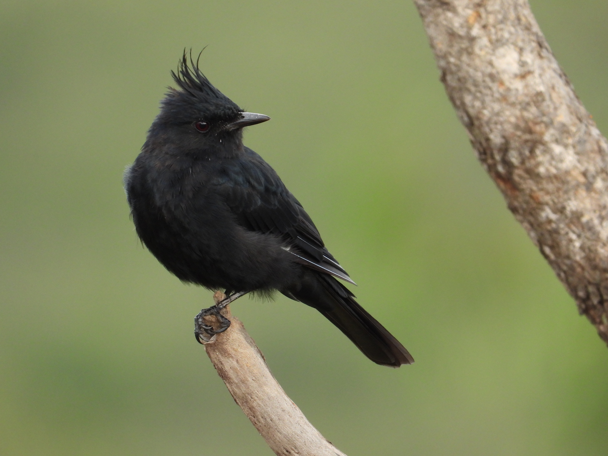 Crested Black Tyrant (Knipolegus lophotes), photo 3