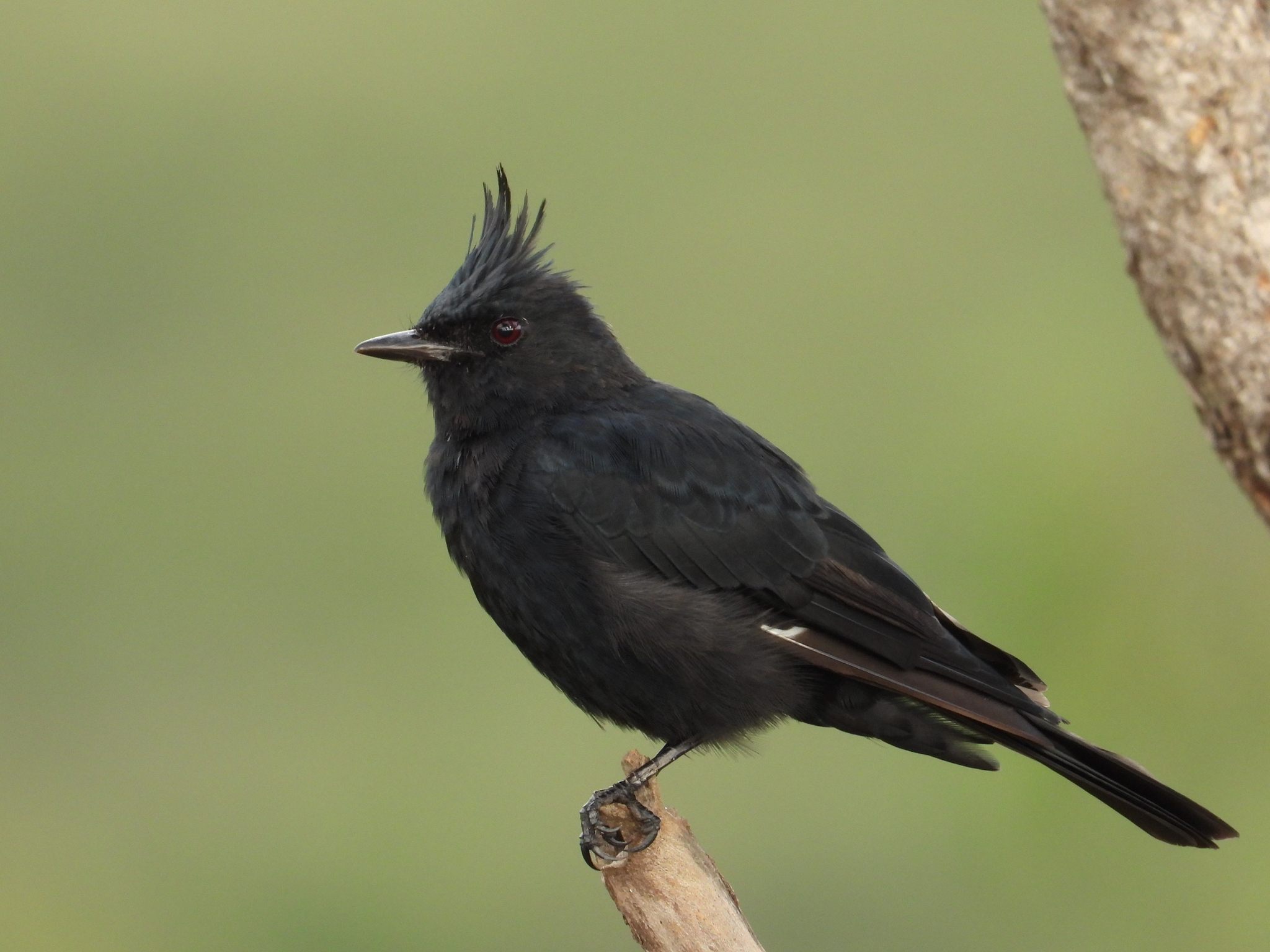 Crested Black Tyrant (Knipolegus lophotes), photo 9