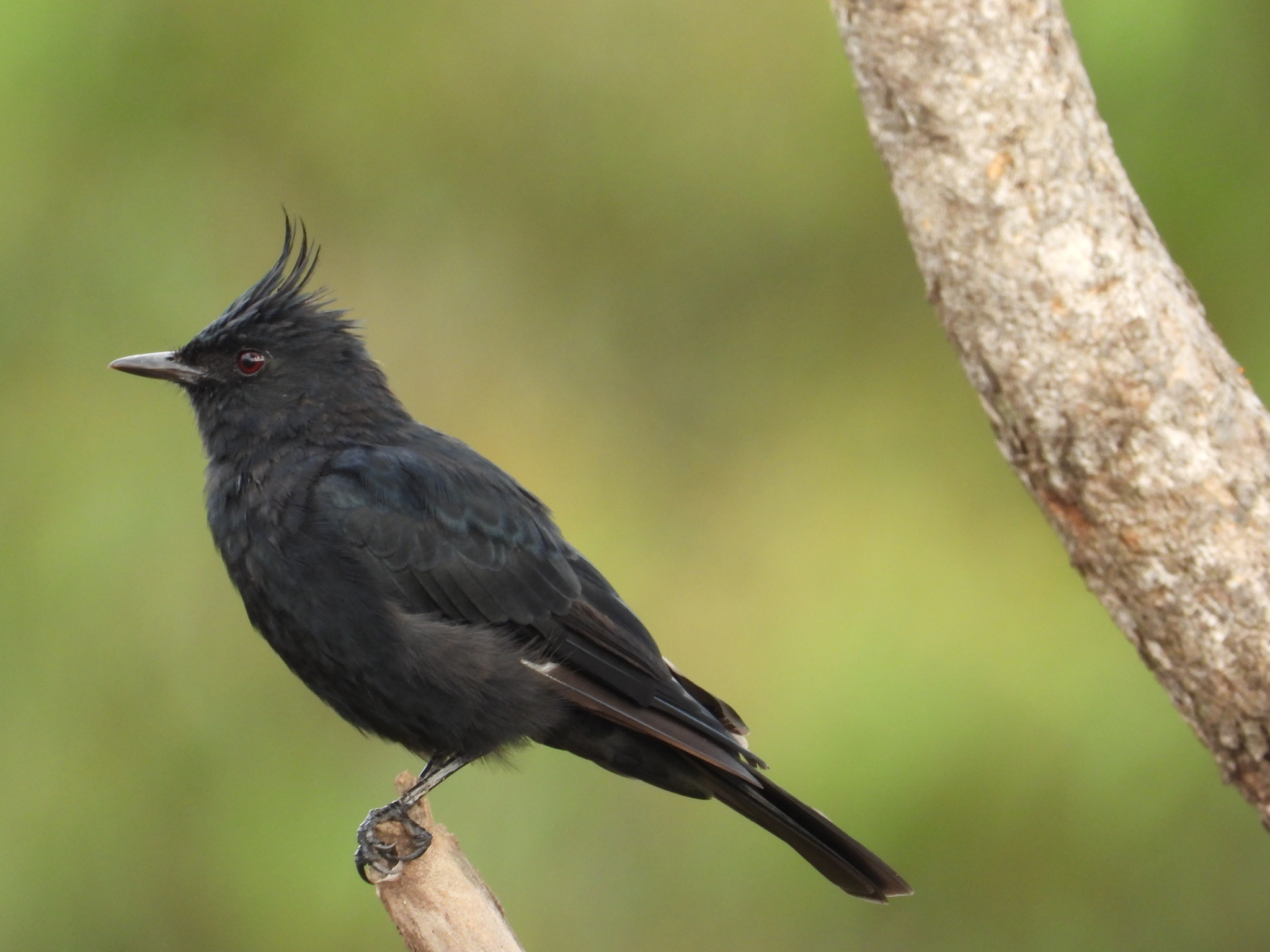Crested Black Tyrant (Knipolegus lophotes), photo 10