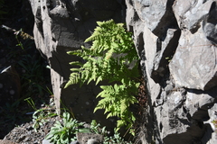 Gymnocarpium jessoense