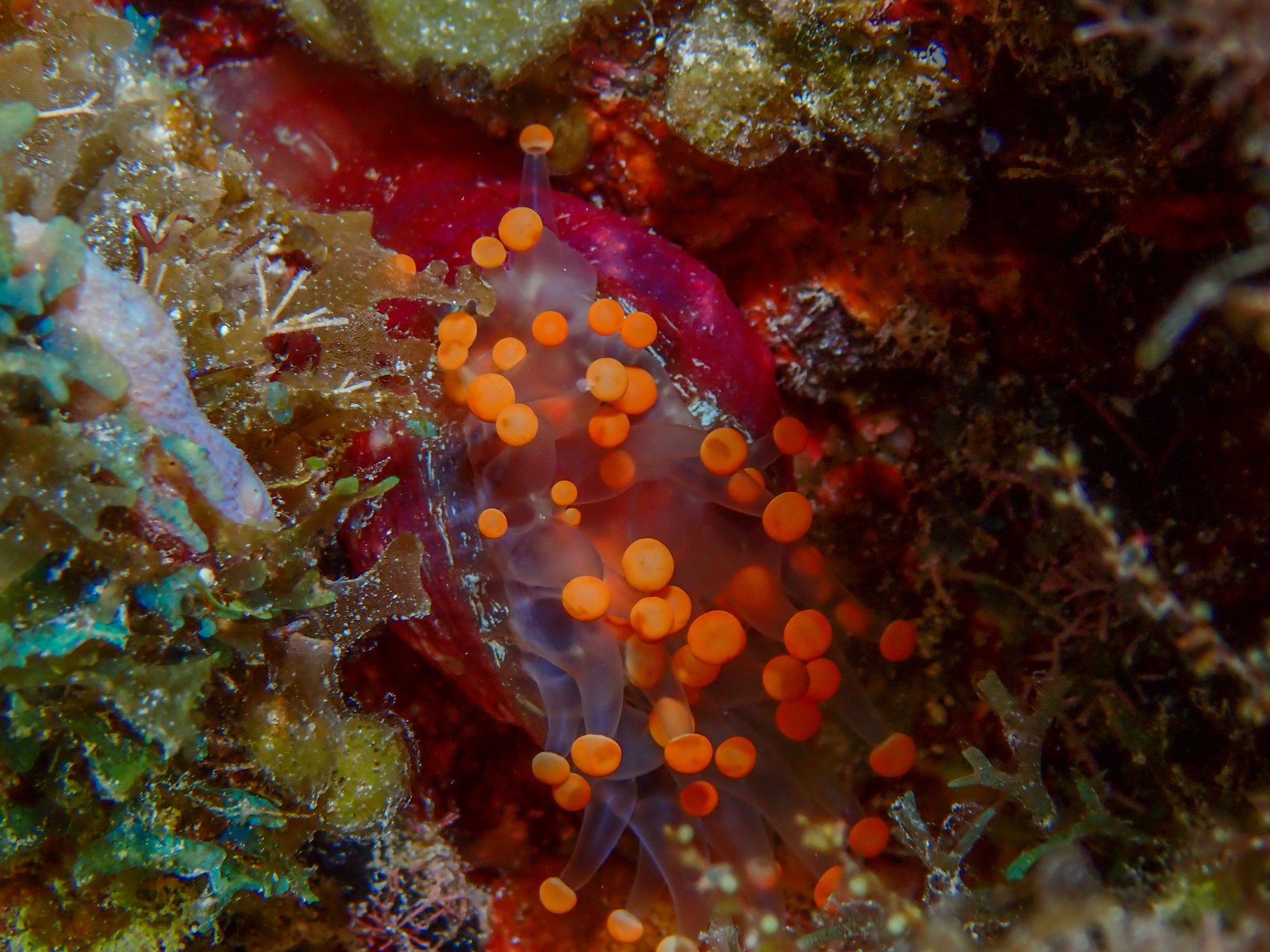 Pseudocorynactis caribbeorum Den Hartog, 1980
