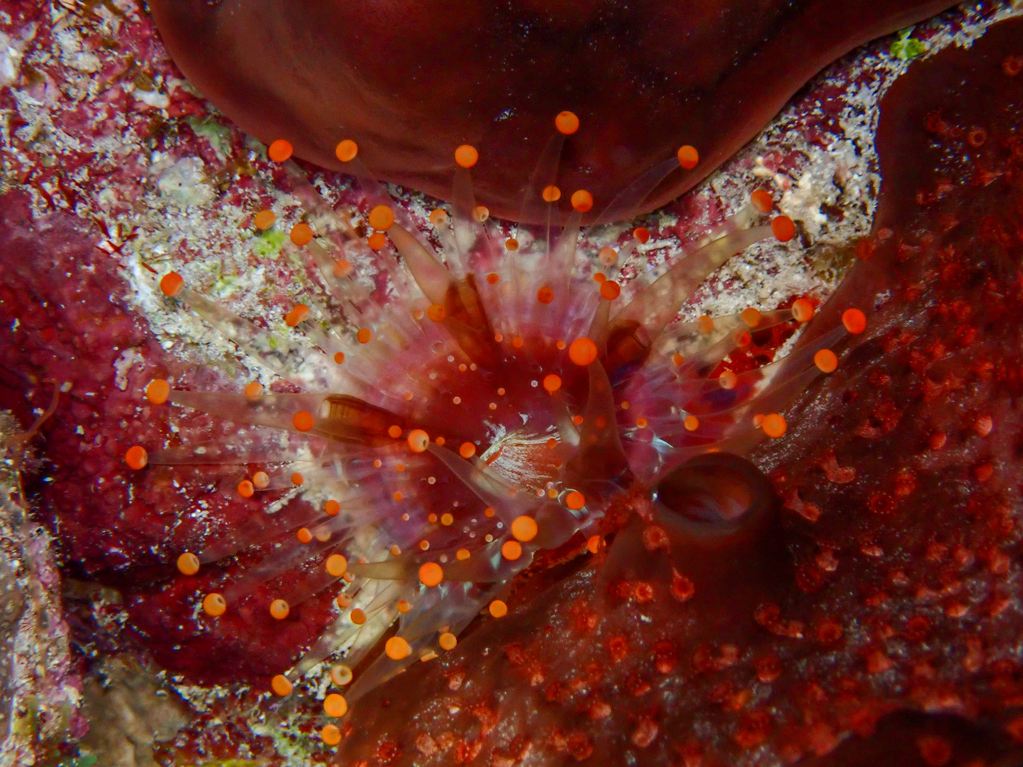 Pseudocorynactis caribbeorum Den Hartog, 1980
